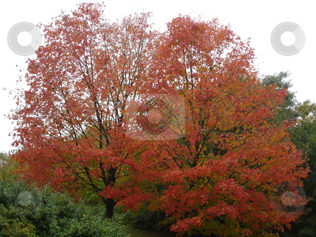 To use this stock image in your creative project, please select the size you need over to the right and click the "Add to Cart" button.
Your downloaded image will come with the Cutcaster watermark removed so don’t worry about the watermark you see on this page. Fall Colors stock photo, by Ritu Jethani