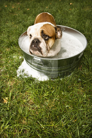 To use this stock image in your creative project, please select the size you need over to the right and click the "Add to Cart" button.
Your downloaded image will come with the Cutcaster watermark removed so don’t worry about the watermark you see on this page. Bulldog in bath. stock photo, English Bulldog looking out from tub of bath water in yard. by Iofoto Images