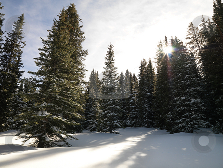 Snowy forest. Snowy forest. stock photo, Snowy landscape with trees. by Iofoto Images