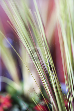 To use this stock image in your creative project, please select the size you need over to the right and click the "Add to Cart" button.
Your downloaded image will come with the Cutcaster watermark removed so don’t worry about the watermark you see on this page. Decorative grass. stock photo, Abstract shot of decorative grass. by Iofoto Images