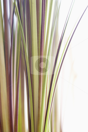To use this stock image in your creative project, please select the size you need over to the right and click the "Add to Cart" button.
Your downloaded image will come with the Cutcaster watermark removed so don’t worry about the watermark you see on this page. Decorative grass. stock photo, Abstract shot of decorative grass. by Iofoto Images