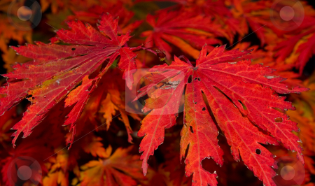 Red autumn leaves Red autumn leaves stock photo, Nice vivid red colored detail of autumn leaves by Karin Claus