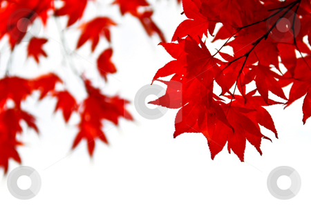 Fall leaves background Fall leaves background stock photo, Red fall leaves of japanese maple isolated on white background by Elena Elisseeva
