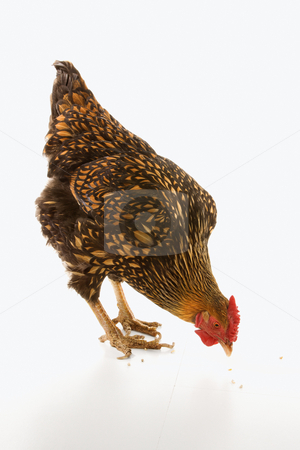 cutcaster-photo-100122040-Golden-Laced-Wyandotte-chicken-pecking.jpg