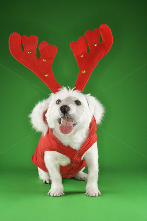 To use this stock image in your creative project, please select the size you need over to the right and click the "Add to Cart" button.
Your downloaded image will come with the Cutcaster watermark removed so don’t worry about the watermark you see on this page. White terrier dog wearing antlers. stock photo, White terrier dog dressed in red coat wearing antlers. by Iofoto Images