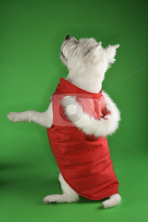 White terrier dog begging. White terrier dog begging. stock photo, White terrier dog dressed in red coat standing on back haunches. by Iofoto Images