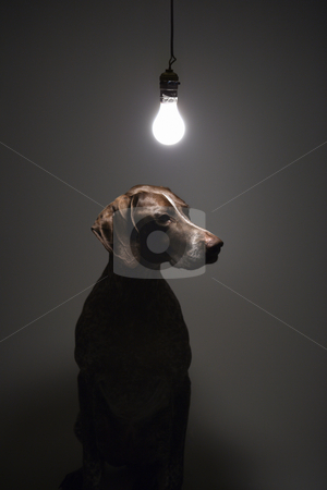 To use this stock image in your creative project, please select the size you need over to the right and click the "Add to Cart" button.
Your downloaded image will come with the Cutcaster watermark removed so don’t worry about the watermark you see on this page. Dog under light bulb. stock photo, German Shorthaired Pointer with lit lightbulb hanging above. by Iofoto Images