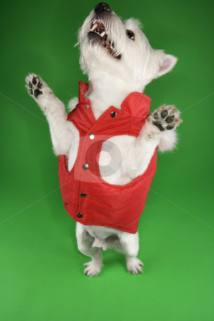 To use this stock image in your creative project, please select the size you need over to the right and click the "Add to Cart" button.
Your downloaded image will come with the Cutcaster watermark removed so don’t worry about the watermark you see on this page. White terrier dog begging. stock photo, White terrier dog dressed in red coat standing on back legs. by Iofoto Images