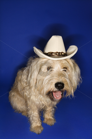 To use this stock image in your creative project, please select the size you need over to the right and click the "Add to Cart" button.
Your downloaded image will come with the Cutcaster watermark removed so don’t worry about the watermark you see on this page. Dog wearing cowboy hat. stock photo, Fluffy brown dog wearing cowboy hat. by Iofoto Images