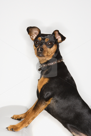 To use this stock image in your creative project, please select the size you need over to the right and click the "Add to Cart" button.
Your downloaded image will come with the Cutcaster watermark removed so don’t worry about the watermark you see on this page. Miniature Pinscher dog. stock photo, Miniature Pinscher dog looking at viewer. by Iofoto Images