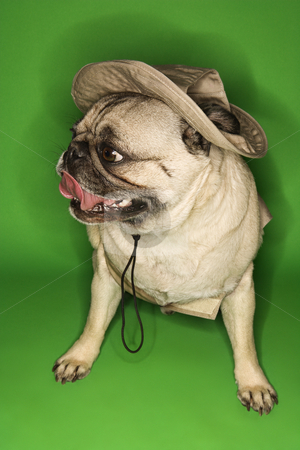 To use this stock image in your creative project, please select the size you need over to the right and click the "Add to Cart" button.
Your downloaded image will come with the Cutcaster watermark removed so don’t worry about the watermark you see on this page. Pug dog wearing safari outfit. stock photo, Pug dog wearing safari outfit. by Iofoto Images