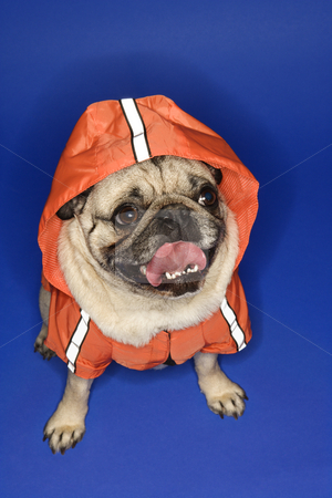 To use this stock image in your creative project, please select the size you need over to the right and click the "Add to Cart" button.
Your downloaded image will come with the Cutcaster watermark removed so don’t worry about the watermark you see on this page. Pug wearing hoodie jacket. stock photo, Pug wearing hoodie jacket. by Iofoto Images