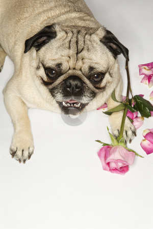 To use this stock image in your creative project, please select the size you need over to the right and click the "Add to Cart" button.
Your downloaded image will come with the Cutcaster watermark removed so don’t worry about the watermark you see on this page. Pug dog with roses. stock photo, Pug dog with roses. by Iofoto Images