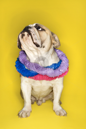 To use this stock image in your creative project, please select the size you need over to the right and click the "Add to Cart" button.
Your downloaded image will come with the Cutcaster watermark removed so don’t worry about the watermark you see on this page. English Bulldog wearing lei. stock photo, English Bulldog wearing lei sitting on yellow background. by Iofoto Images
