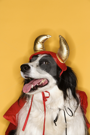 Border Collie in Devil costume. Border Collie in Devil costume. stock photo, Border Collie in Devil costume. by Iofoto Images