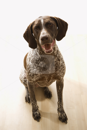 German Shorthaired Pointer. German Shorthaired Pointer. stock photo, German Shorthaired Pointer dog sitting and looking up at viewer. by Iofoto Images