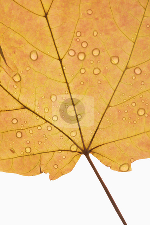 Maple leaf close up. Maple leaf close up. stock photo, Close-up of Sugar Orange Maple leaf sprinkled with water droplets against white background. by Iofoto Images
