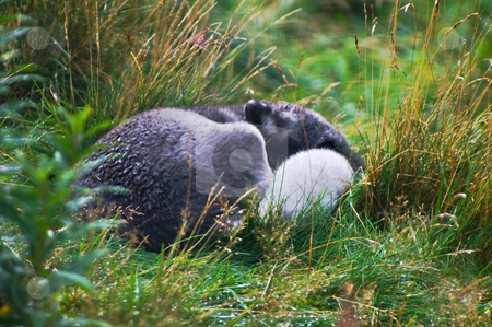 Polar fox Polar fox stock photo, Polar fox lying curled up on grass all wet from the rain by Karin Claus