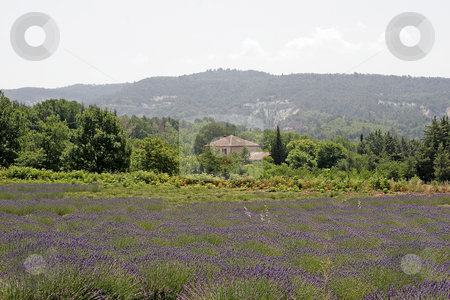 To use this stock image in your creative project, please select the size you need over to the right and click the "Add to Cart" button.
Your downloaded image will come with the Cutcaster watermark removed so don’t worry about the watermark you see on this page. Lavender fields near Rustrel, Provence stock photo, Lavender fields near Rustrel, Luberon, Provence, Southern France by Lothar Hinz