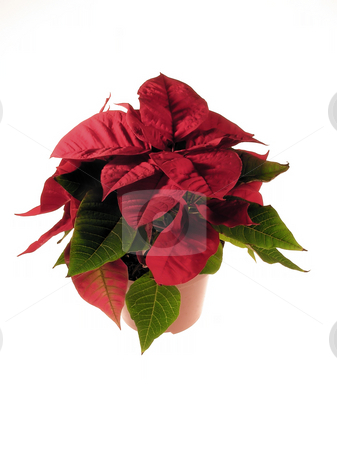To use this stock image in your creative project, please select the size you need over to the right and click the "Add to Cart" button.
Your downloaded image will come with the Cutcaster watermark removed so don’t worry about the watermark you see on this page. Poinsettia stock photo, Decoration christmas flower by Marek Kosmal