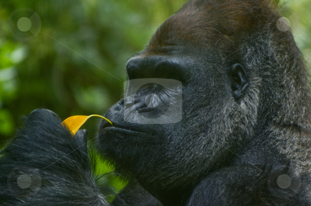 Silverback gorilla eating Silverback gorilla eating stock photo, Western Lowland silverback gorilla eating a leaf for lunch. by Darren Lee