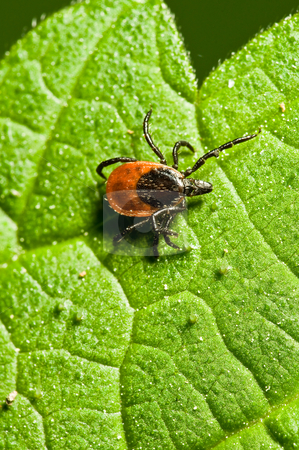 To use this stock image in your creative project, please select the size you need over to the right and click the "Add to Cart" button.
Your downloaded image will come with the Cutcaster watermark removed so don’t worry about the watermark you see on this page. Tick on leaf. Ixodes ricinus. stock photo, Castor bean tick on the leaf. Ixodes ricinus. by Dariusz Majgier