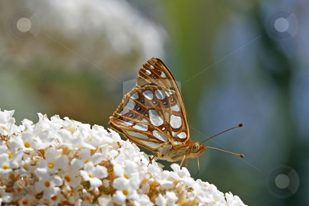 Queen of Spain Fritillary (Issoria lathonia) Queen of Spain Fritillary (Issoria lathonia) stock photo, Queen of Spain Fritillary (Issoria lathonia) by Lothar Hinz