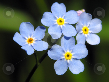 To use this stock image in your creative project, please select the size you need over to the right and click the "Add to Cart" button.
Your downloaded image will come with the Cutcaster watermark removed so don’t worry about the watermark you see on this page. Forget-me-not blue flower stock photo, Forget-me-not blue flower by Marek Kosmal