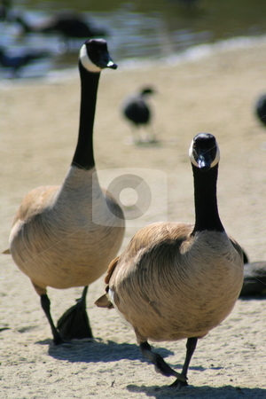 Canadian Geese Walking Canadian Geese Walking stock photo, Two Canadian geese walking in a park. by Michael Felix