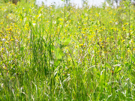 To use this stock image in your creative project, please select the size you need over to the right and click the "Add to Cart" button.
Your downloaded image will come with the Cutcaster watermark removed so don’t worry about the watermark you see on this page. Yellow flowers and green grass stock photo, Natural green grass and herbs in the ground with little yellow flowers by Natalia Gesto