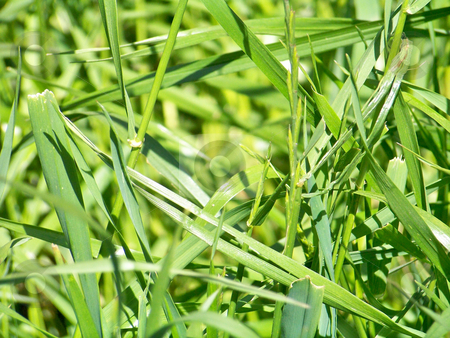 To use this stock image in your creative project, please select the size you need over to the right and click the "Add to Cart" button.
Your downloaded image will come with the Cutcaster watermark removed so don’t worry about the watermark you see on this page. Green grass background stock photo, Texture of natural green grass and herbs in the ground by Natalia Gesto