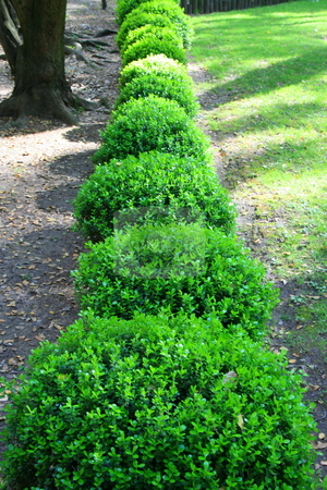 Japanese+Boxwood+Shrubs+for+Sale To use this stock image in your creative project, please select the ...