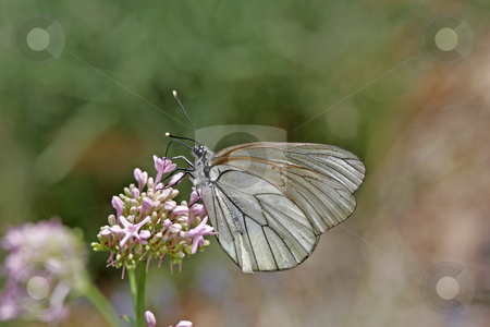 Black-veined White (Aporia crataegi) butterfly with cle