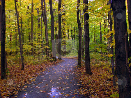 Fall foliage Fall foliage stock photo, Trail in the forest. Beautiful fall season in Canada. by Fernando Barozza