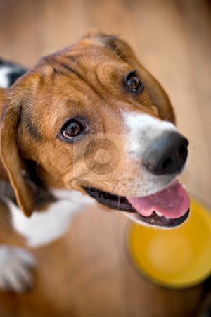 To use this stock image in your creative project, please select the size you need over to the right and click the "Add to Cart" button.
Your downloaded image will come with the Cutcaster watermark removed so don’t worry about the watermark you see on this page. Hungry Beagle stock photo, A young beagle dog eagerly awaits his food while standing over his dish - shallow depth of field. by Todd Arena