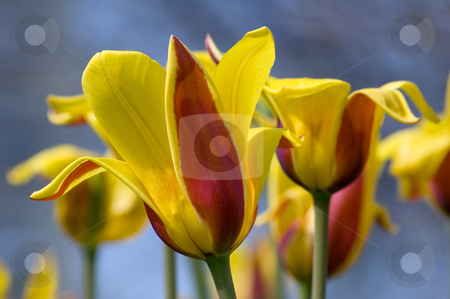 Tulip Tulip stock photo, Close up of red and yellow tulip on blue background by Pavel Cheiko