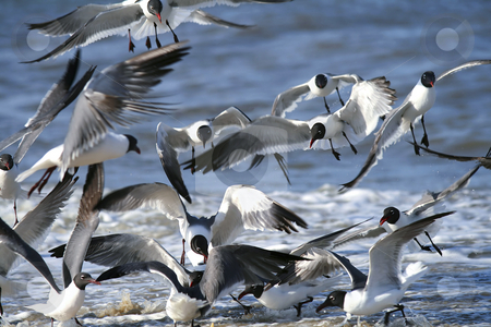 Seagull Chaos Seagull Chaos stock photo, by Robert Ranson