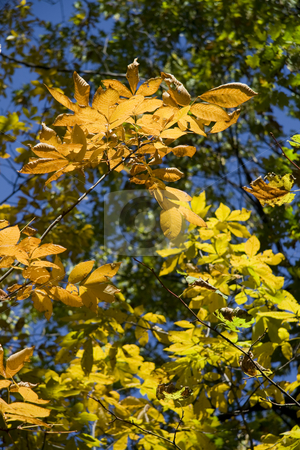 To use this stock image in your creative project, please select the size you need over to the right and click the "Add to Cart" button.
Your downloaded image will come with the Cutcaster watermark removed so don’t worry about the watermark you see on this page. Autumn leaves stock photo, Colorful leaves on a branch during the leaf color change of autumn. by Robert Ranson