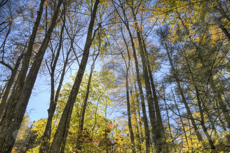 To use this stock image in your creative project, please select the size you need over to the right and click the "Add to Cart" button.
Your downloaded image will come with the Cutcaster watermark removed so don’t worry about the watermark you see on this page. Autumn forest stock photo, Beautiful autumn forest scene of the tree tops and blue sky. by Robert Ranson