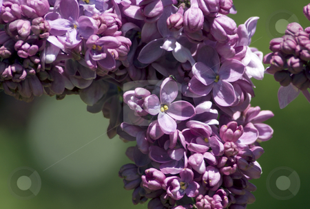 To use this stock image in your creative project, please select the size you need over to the right and click the "Add to Cart" button.
Your downloaded image will come with the Cutcaster watermark removed so don’t worry about the watermark you see on this page. Lilac stock photo, Lilac flowers on blur green leave background by Pavel Cheiko