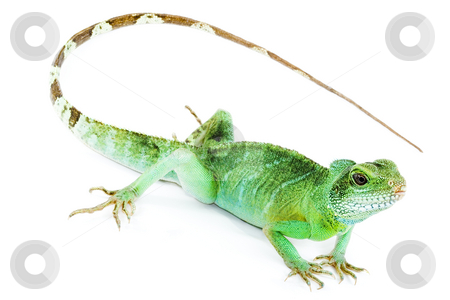 To use this stock image in your creative project, please select the size you need over to the right and click the "Add to Cart" button.
Your downloaded image will come with the Cutcaster watermark removed so don’t worry about the watermark you see on this page. Physignathus cocincinus stock photo, Detail of an adult agama Physignathus cocincinus by Petr Koudelka