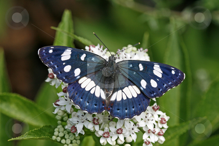 Southern White Admiral (Limenitis reducta) Rare butterfly in Europe Southern White Admiral (Limenitis reducta) Rare butterfly in Europe stock photo, Southern White Admiral (Limenitis reducta) Rare butterfly in Europe by Lothar Hinz