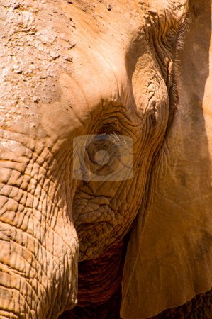 To use this stock image in your creative project, please select the size you need over to the right and click the "Add to Cart" button.
Your downloaded image will come with the Cutcaster watermark removed so don’t worry about the watermark you see on this page. Elephant stock photo, A face showing an emotion of elephant at Korat Zoo, Thailand. by Pawee Lorsuwannarat