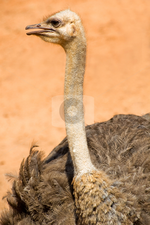 To use this stock image in your creative project, please select the size you need over to the right and click the "Add to Cart" button.
Your downloaded image will come with the Cutcaster watermark removed so don’t worry about the watermark you see on this page. Ostrich stock photo, The profile portrait of an ostrich by Pawee Lorsuwannarat