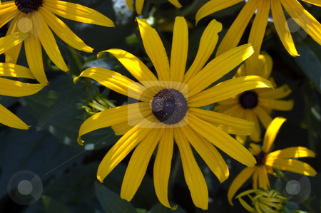 To use this stock image in your creative project, please select the size you need over to the right and click the "Add to Cart" button.
Your downloaded image will come with the Cutcaster watermark removed so don’t worry about the watermark you see on this page. Camomile stock photo, Camomile flowers in a green meadow by Pavel Cheiko