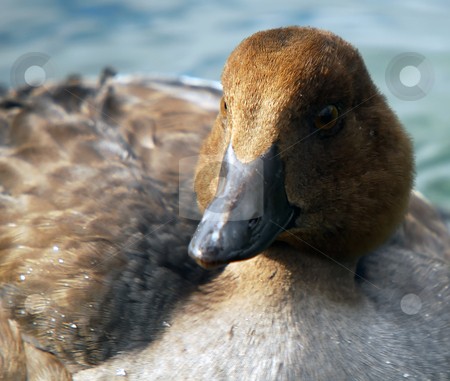 Duck Duck stock photo, Closeup portrait of a duck by Alain Turgeon