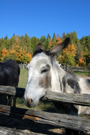 Donkey Donkey stock photo, Close-up picture of a donkey with a fall background by Alain Turgeon