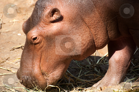 Hippo Hippo stock photo, A hippo eating grasses by Pawee Lorsuwannarat