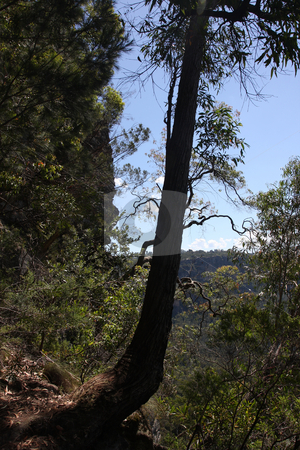 To use this stock image in your creative project, please select the size you need over to the right and click the "Add to Cart" button.
Your downloaded image will come with the Cutcaster watermark removed so don’t worry about the watermark you see on this page. Blue Mountains National Park stock photo, The Blue Mountains National Park is a national park in New South Wales, Australia by Christopher Meder