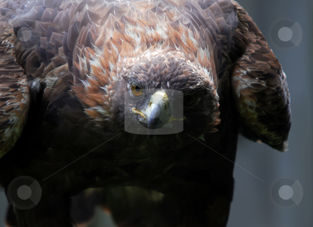 Golden Eagle Golden Eagle stock photo, Portrait of a majestic Golden Eagle bird of pray by Alain Turgeon
